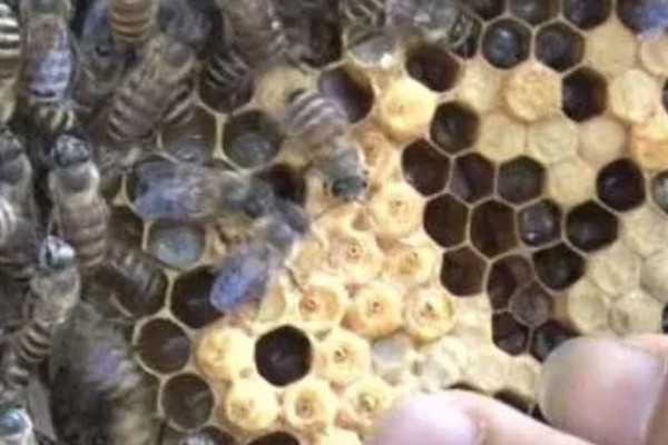 蜂群没蜂王的表现,初期蜂群会逐渐的躁动不安