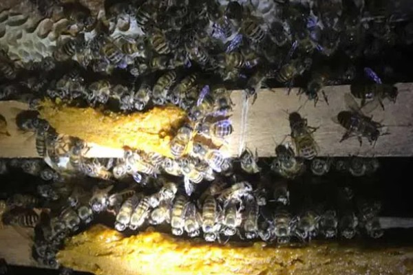 蜂群没蜂王的表现,初期蜂群会逐渐的躁动不安