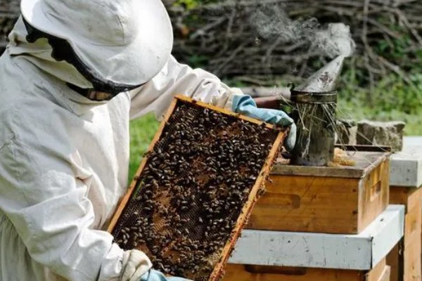 蜂群没蜂王的表现,初期蜂群会逐渐的躁动不安