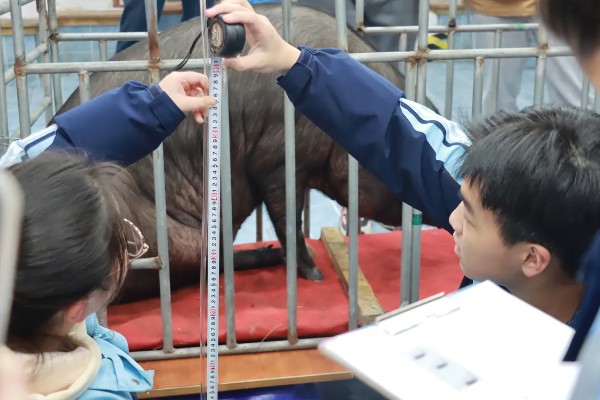用卷尺算猪体重的方法,用卷尺沿背脊量到尾根的第一自然轮纹