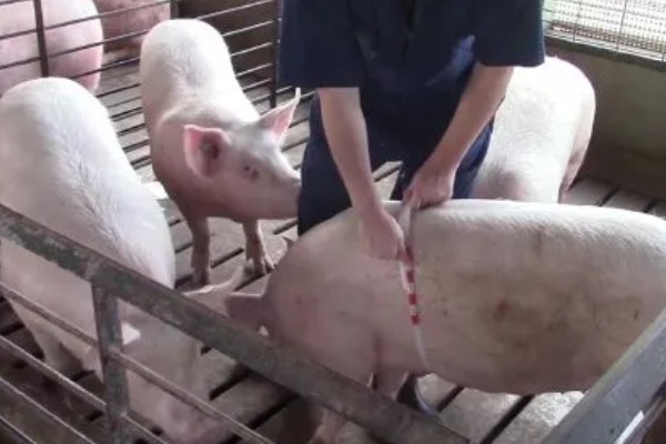 用卷尺算猪体重的方法,用卷尺沿背脊量到尾根的第一自然轮纹