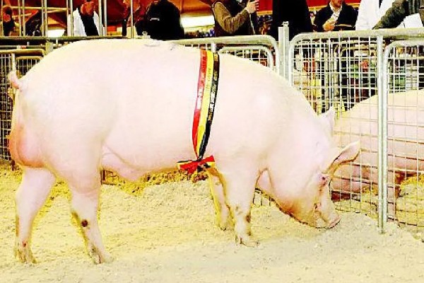 用卷尺算猪体重的方法,用卷尺沿背脊量到尾根的第一自然轮纹