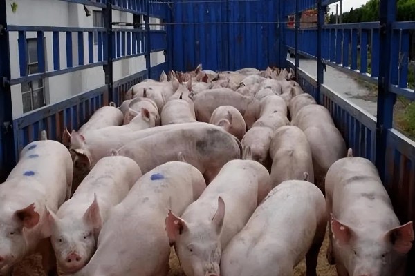 用卷尺算猪体重的方法,用卷尺沿背脊量到尾根的第一自然轮纹