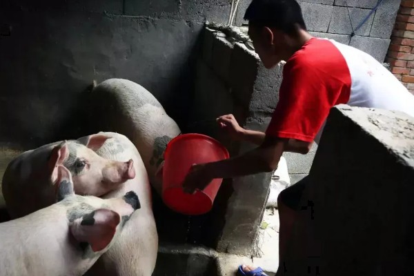 用卷尺算猪体重的方法,用卷尺沿背脊量到尾根的第一自然轮纹