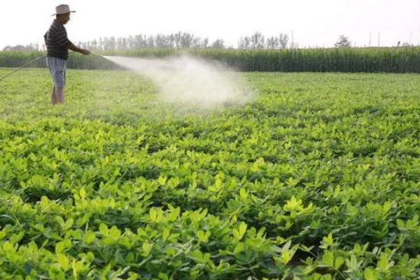 花生地打封闭药的时间，种子出苗后或杂草4叶期可以喷雾