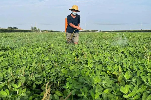花生地打封闭药的时间，种子出苗后或杂草4叶期可以喷雾