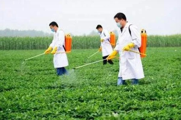 花生地打封闭药的时间，种子出苗后或杂草4叶期可以喷雾