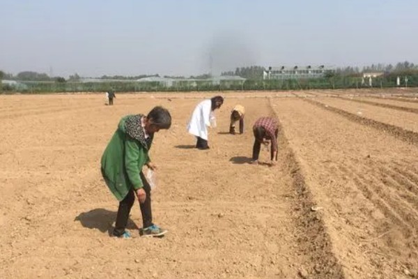 怎么使用氟乐灵，根据栽培的作物决定用药量