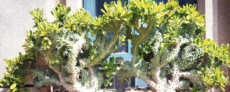 麒麟掌为何叶子发黄脱落，温度低于12℃会导致叶片干枯