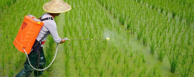五氟氰氟草的使用方法，施药量按杂草密度和叶龄确定