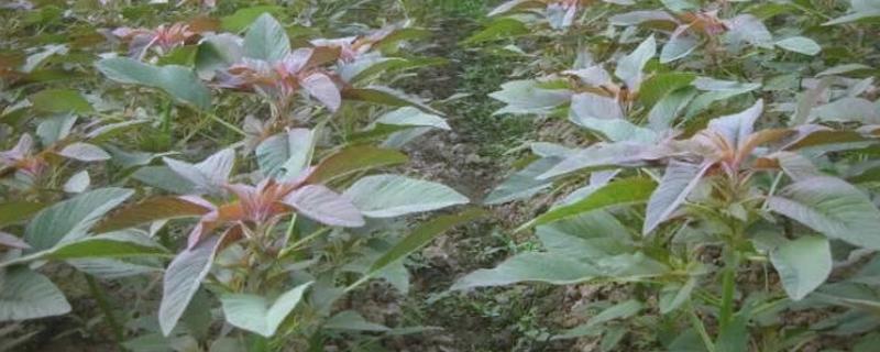 雪樱子该如何选种，通常首先选择新审核品种