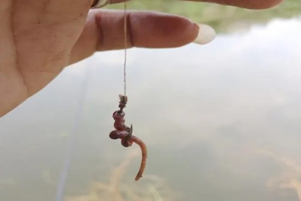 钓鱼的简介，最早可追溯到5万年前