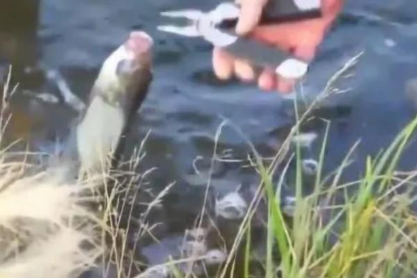 钓鱼的简介，最早可追溯到5万年前