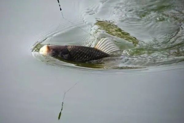 钓鱼的简介，最早可追溯到5万年前