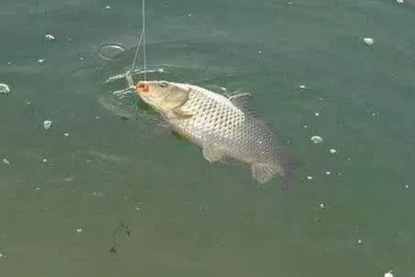 钓鱼的简介，最早可追溯到5万年前