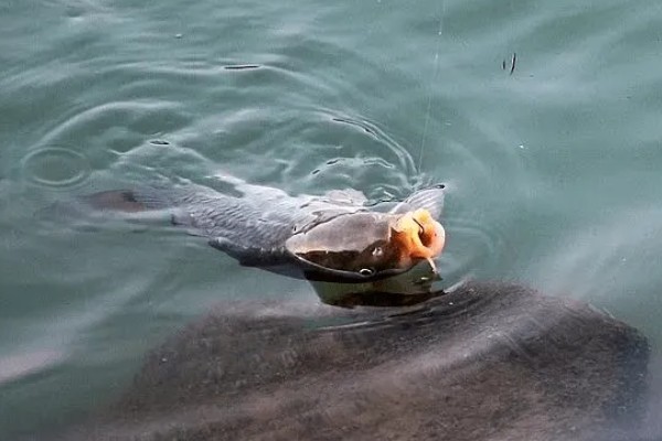 钓鱼的简介，最早可追溯到5万年前