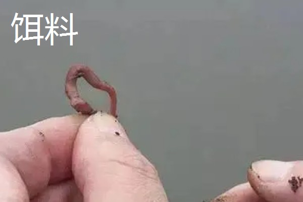 钓鱼的简介，最早可追溯到5万年前