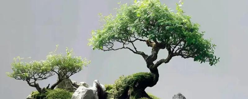 自制石头盆景的方式,一般可以用吸水石和砾石制作