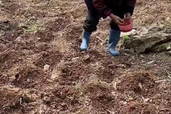 雪樱子该如何选种,通常首先选择新审核品种