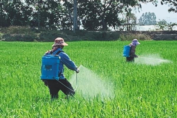 五氟氰氟草的使用方法，施药量按杂草密度和叶龄确定