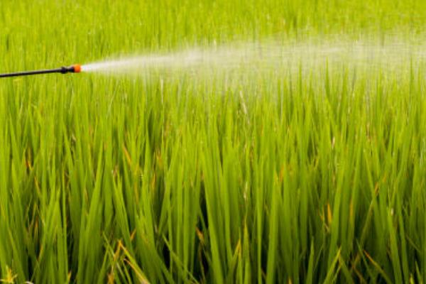 五氟氰氟草的使用方法，施药量按杂草密度和叶龄确定