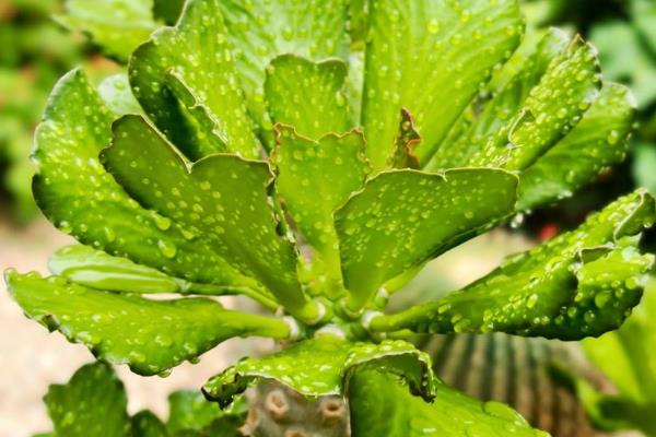 麒麟掌为何叶子发黄脱落,温度低于12℃会导致叶片干枯