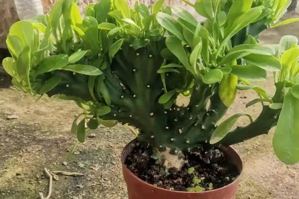 麒麟掌为何叶子发黄脱落,温度低于12℃会导致叶片干枯