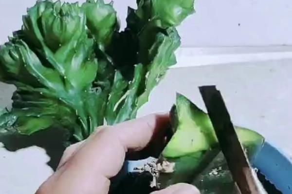 麒麟掌为何叶子发黄脱落,温度低于12℃会导致叶片干枯