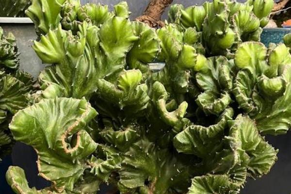 麒麟掌为何叶子发黄脱落,温度低于12℃会导致叶片干枯