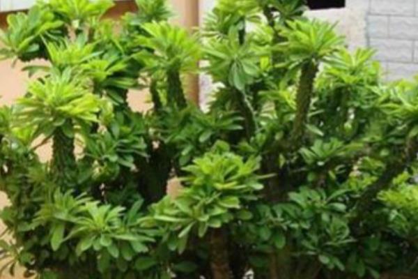 麒麟掌为何叶子发黄脱落,温度低于12℃会导致叶片干枯