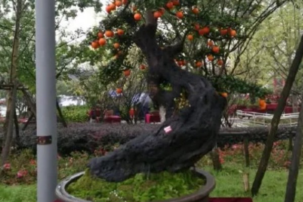 自制石头盆景的方式，一般可以用吸水石和砾石制作