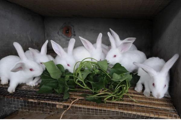 提高兔子冬季繁殖的方法,提高营养水平可减少流产及胚胎死亡的情况