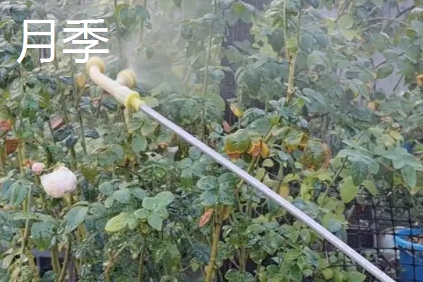敌敌畏可以防治什么害虫,对菜青虫、菜蚜、棉铃虫等害虫有防效
