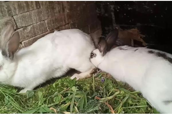 提高兔子冬季繁殖的方法,提高营养水平可减少流产及胚胎死亡的情况