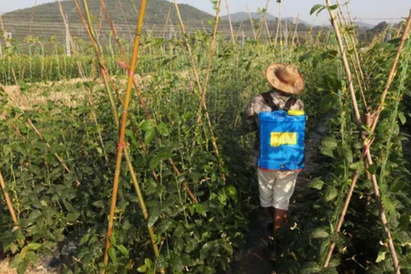 敌敌畏可以防治什么害虫,对菜青虫、菜蚜、棉铃虫等害虫有防效