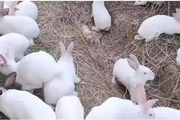 提高兔子冬季繁殖的方法,提高营养水平可减少流产及胚胎死亡的情况
