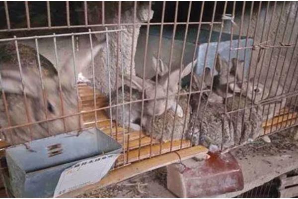 提高兔子冬季繁殖的方法,提高营养水平可减少流产及胚胎死亡的情况