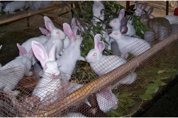 提高兔子冬季繁殖的方法,提高营养水平可减少流产及胚胎死亡的情况
