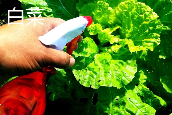 敌敌畏可以防治什么害虫,对菜青虫、菜蚜、棉铃虫等害虫有防效