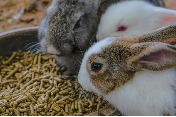 提高兔子冬季繁殖的方法,提高营养水平可减少流产及胚胎死亡的情况