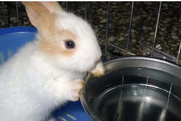 提高兔子冬季繁殖的方法,提高营养水平可减少流产及胚胎死亡的情况