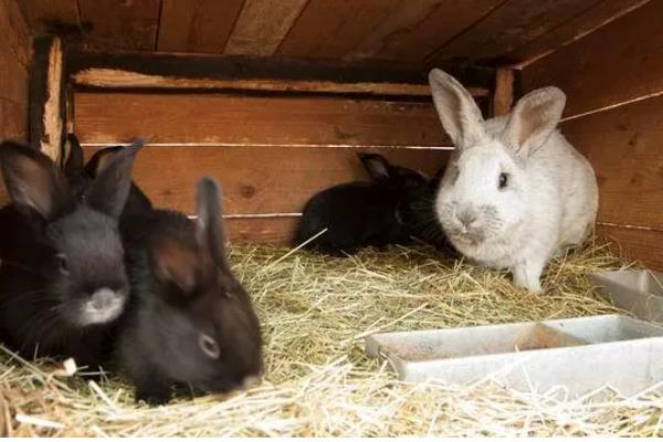 提高兔子冬季繁殖的方法,提高营养水平可减少流产及胚胎死亡的情况