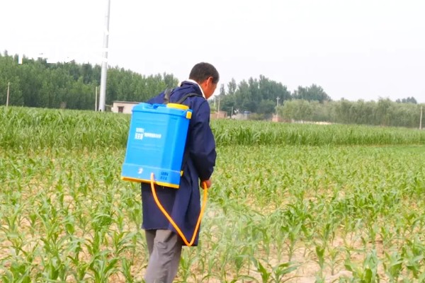 敌敌畏可以防治什么害虫,对菜青虫、菜蚜、棉铃虫等害虫有防效