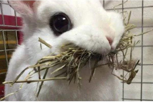 提高兔子冬季繁殖的方法,提高营养水平可减少流产及胚胎死亡的情况