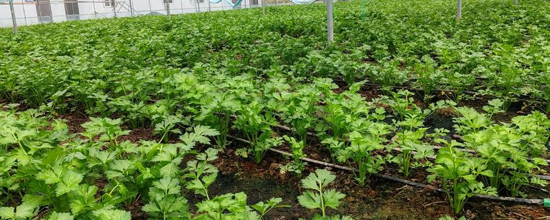 芹菜什么时间种植比较好,三月到四月之间为佳