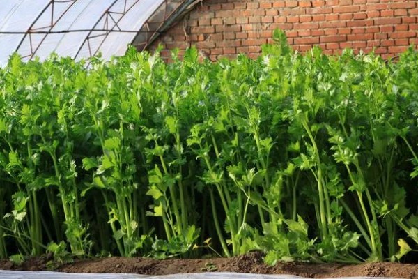 芹菜什么时间种植比较好,三月到四月之间为佳