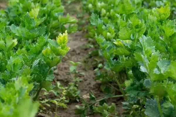 芹菜什么时间种植比较好,三月到四月之间为佳
