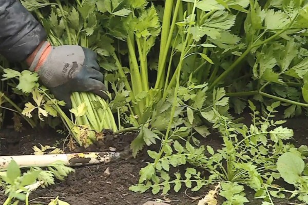 芹菜什么时间种植比较好,三月到四月之间为佳
