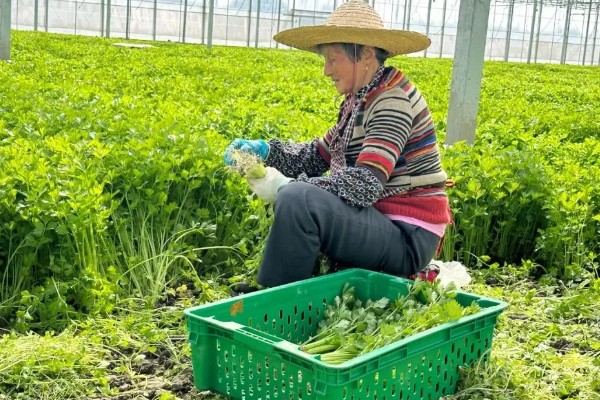 芹菜什么时间种植比较好,三月到四月之间为佳
