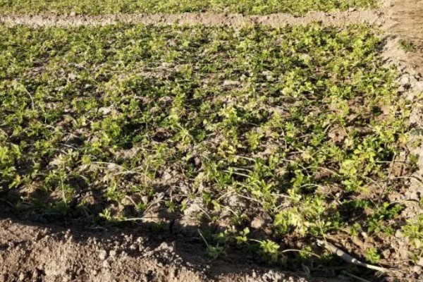 芹菜什么时间种植比较好,三月到四月之间为佳